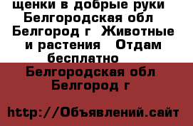 щенки в добрые руки - Белгородская обл., Белгород г. Животные и растения » Отдам бесплатно   . Белгородская обл.,Белгород г.